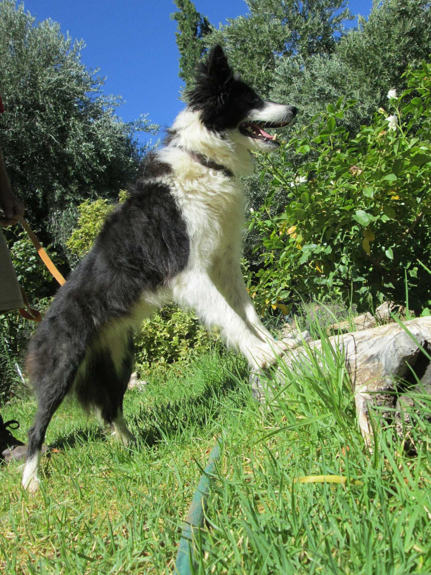 A black-and-white border collie standing alert in the garden