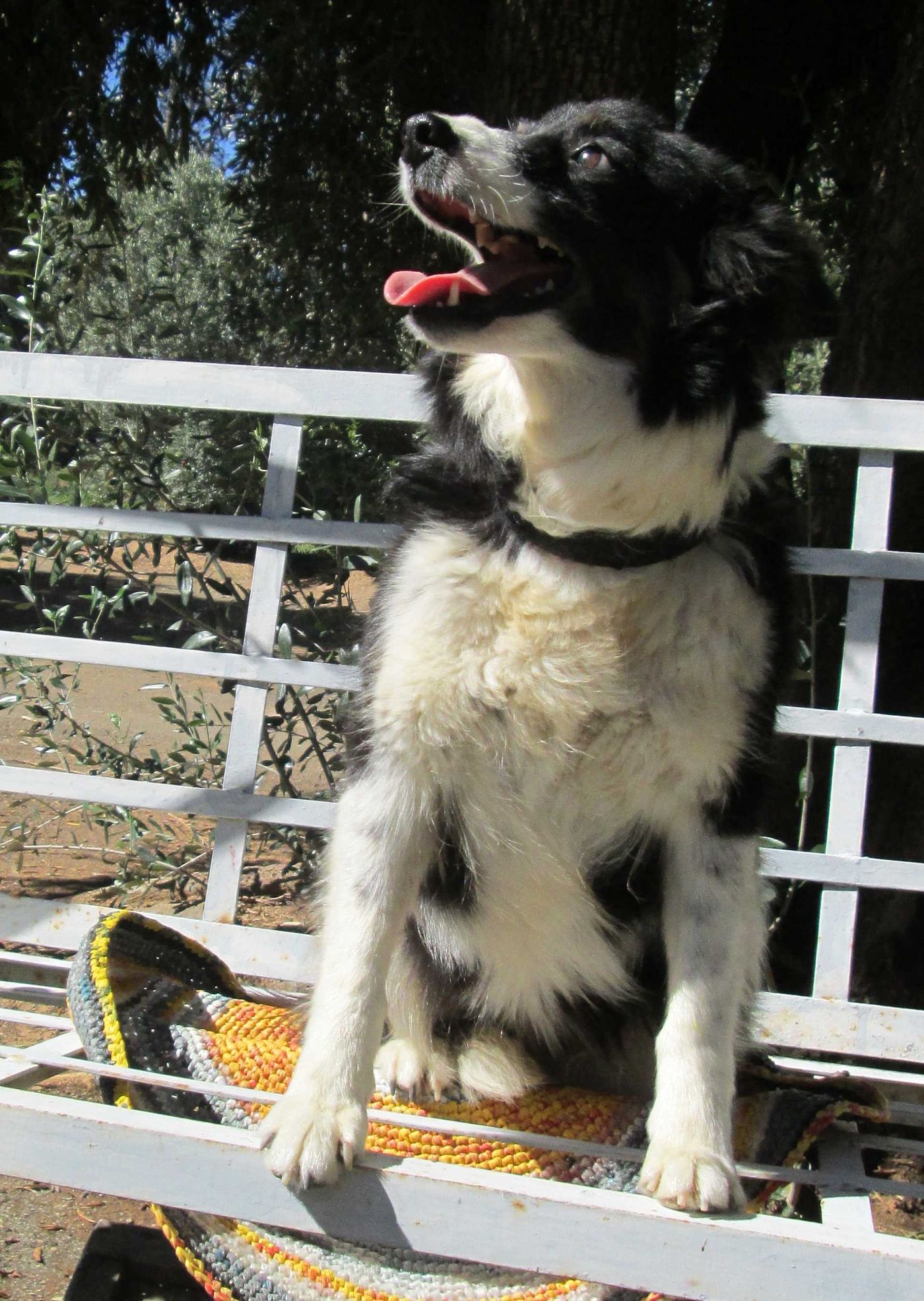 A border collie sitting on a bench