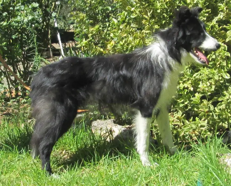Drift, a grey-and-white border collie standing in the garden