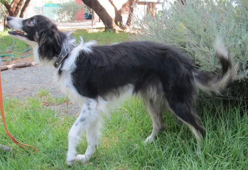 Fang, a border collie sitting in dappled shade