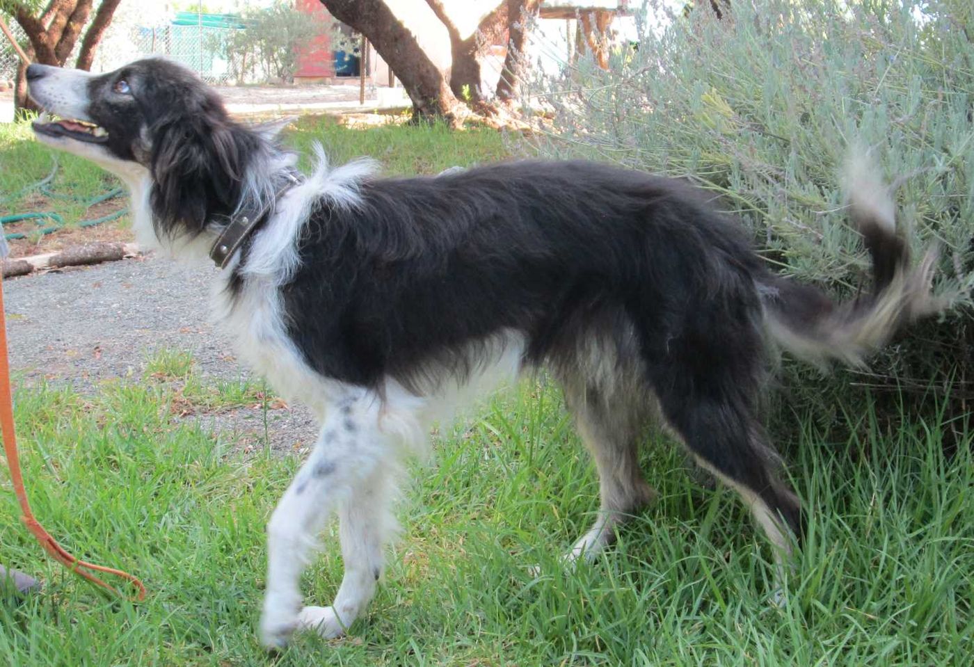 A border collie sitting in dappled shade