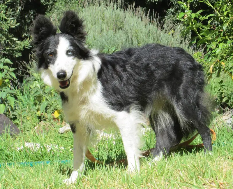 Fly, a border collie standing in profile