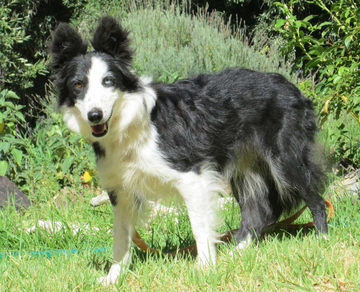 A border collie standing in profile