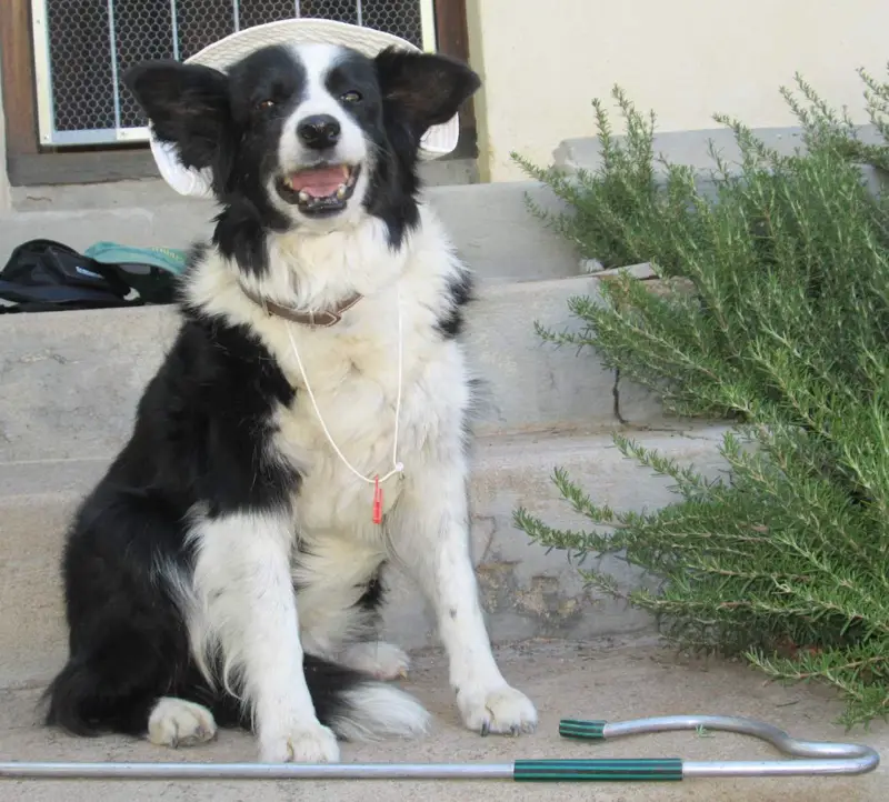 Gael, a friendly border collie lying in the grass
