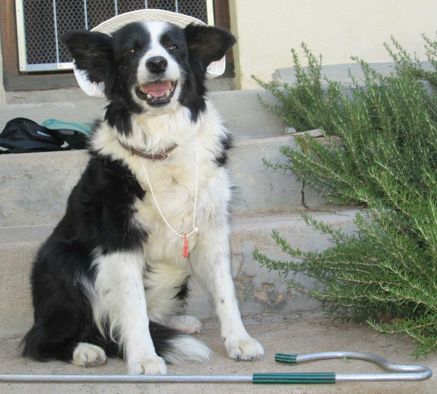 A friendly border collie lying in the grass