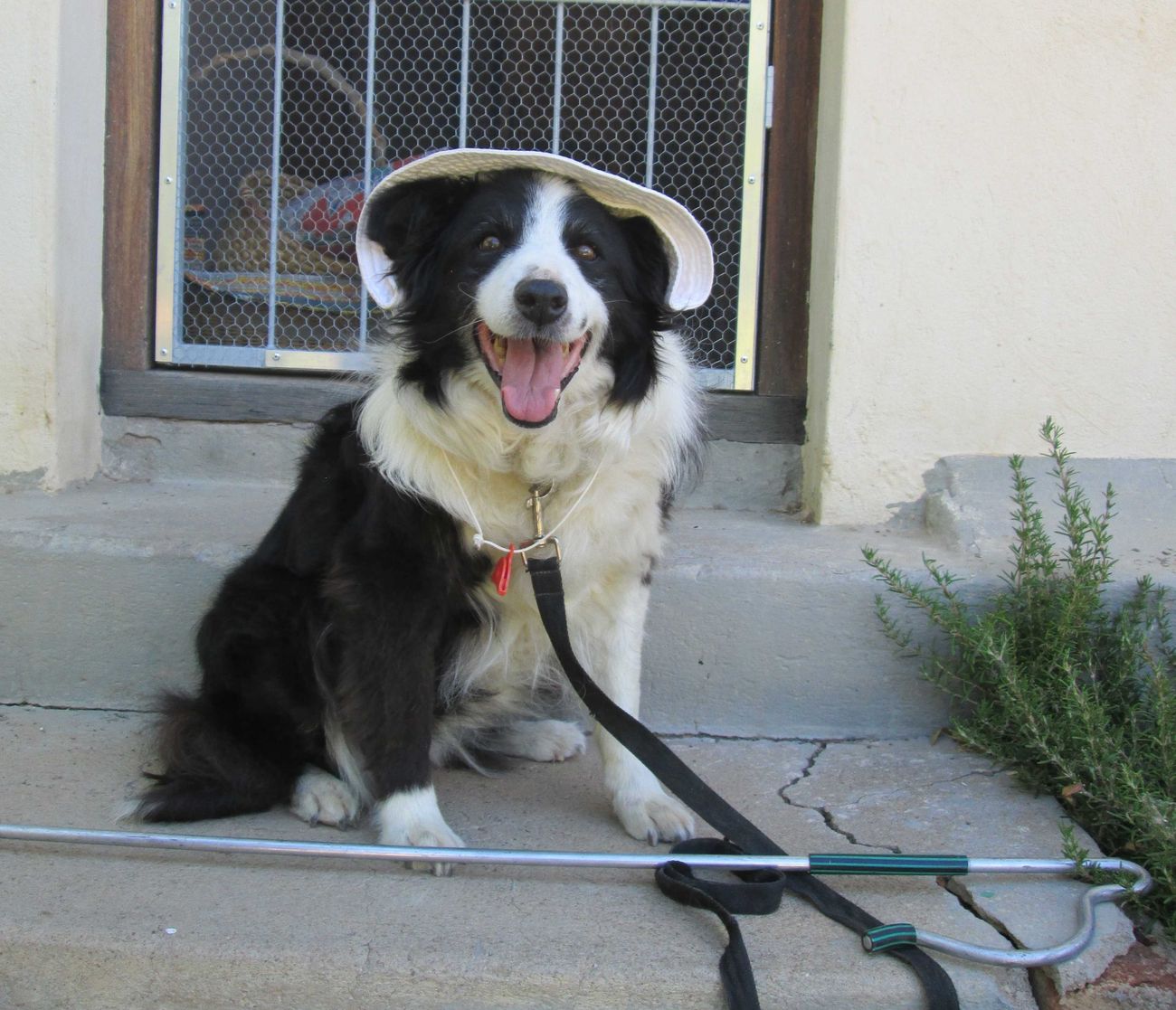 A border collie wearing a sunhat, tongue out