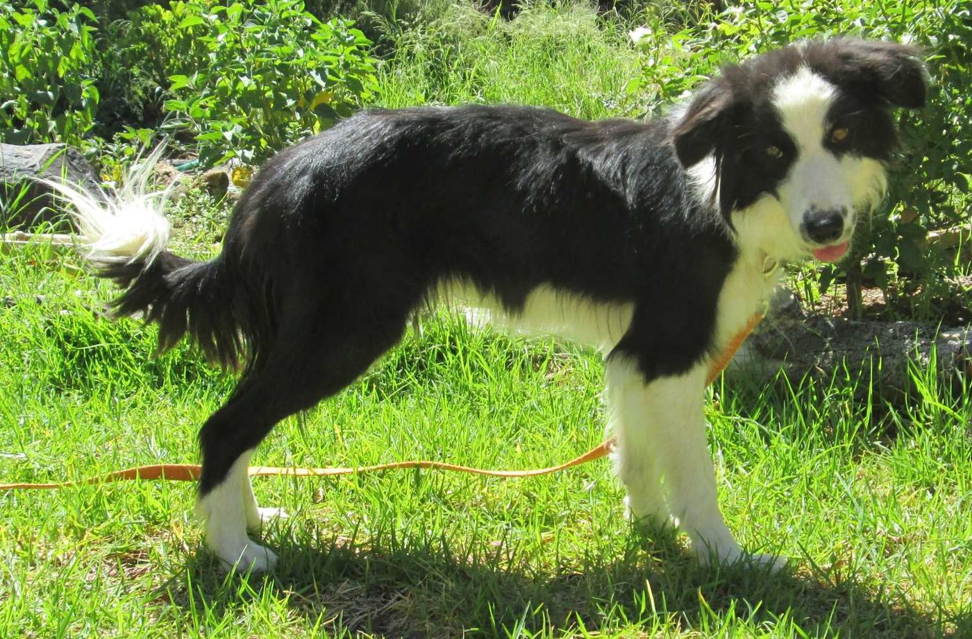 A border collie standing alert on the lawn