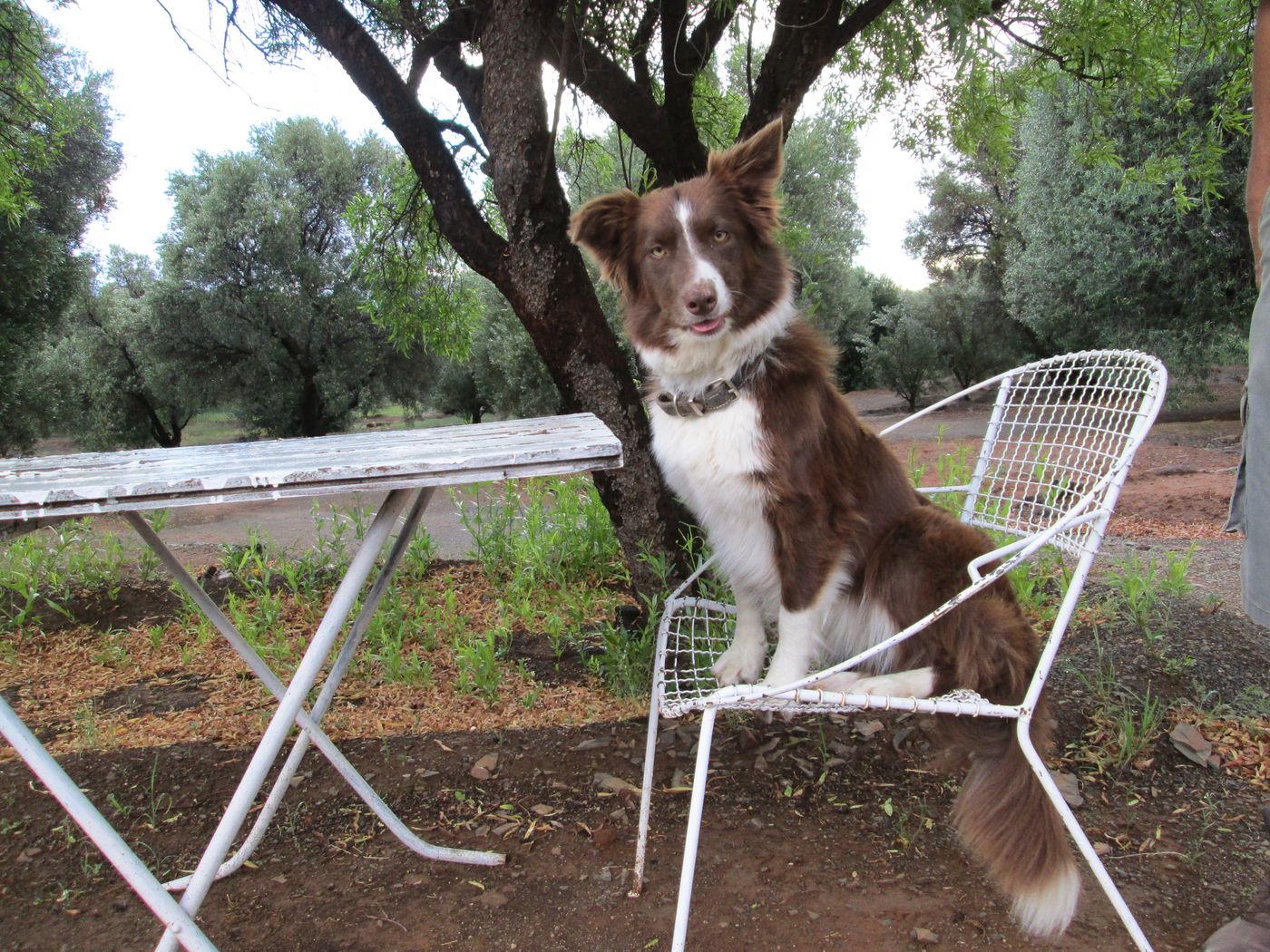 A red-and-white border collie sitting under a tree