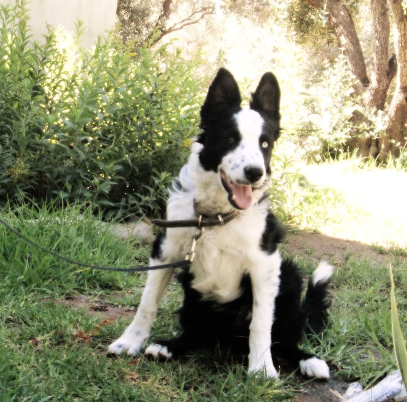 A collie sitting on the lawn, ears up