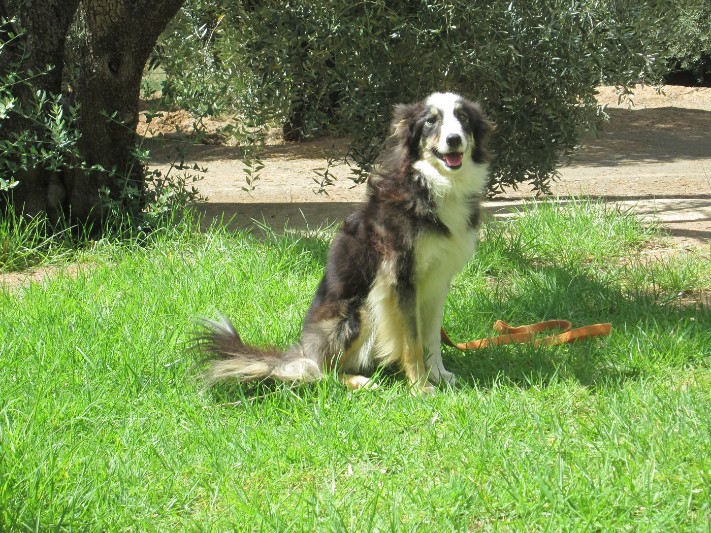 A tricolour border collie sitting on the grass