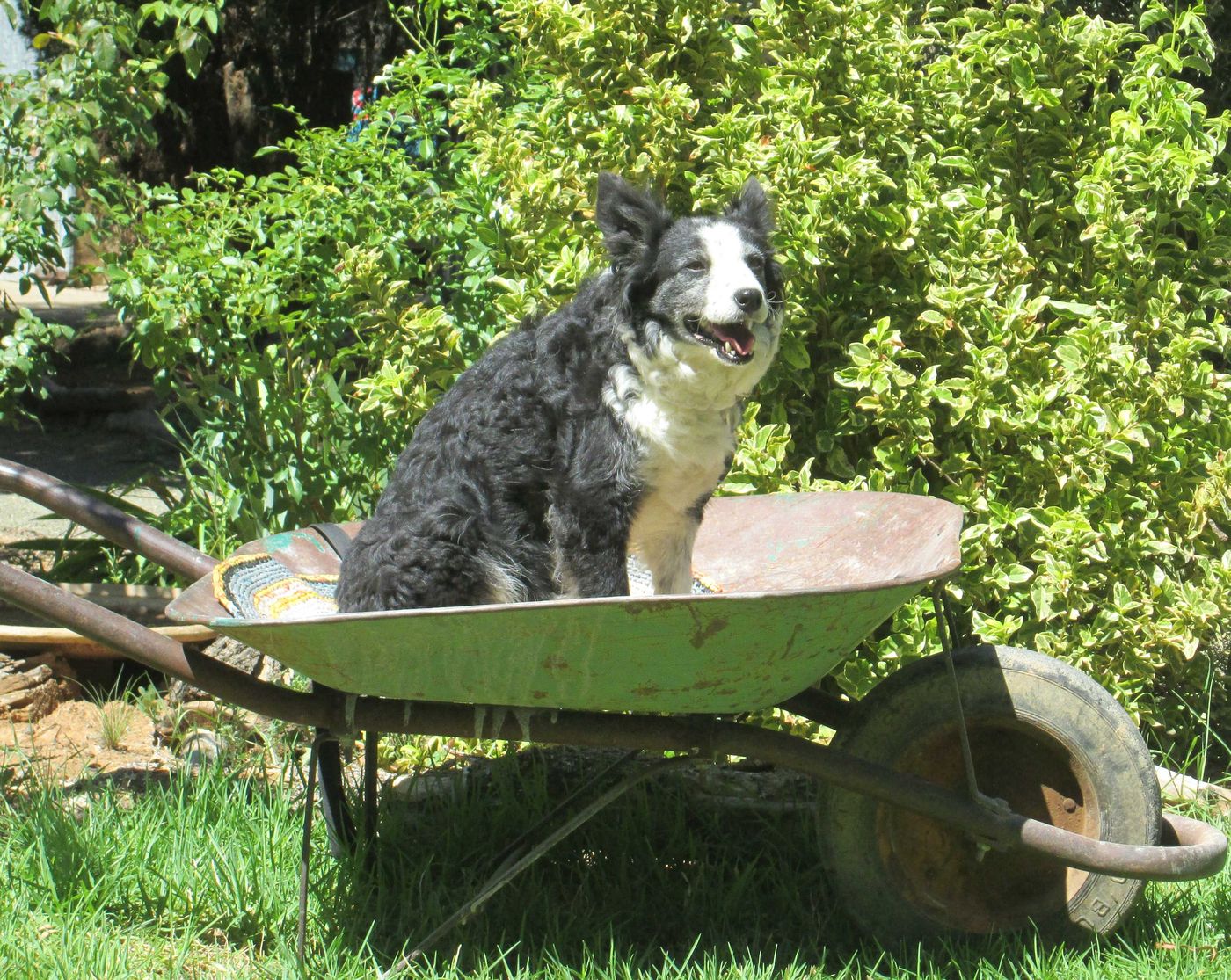 A collie sitting in an old green wheelbarrow