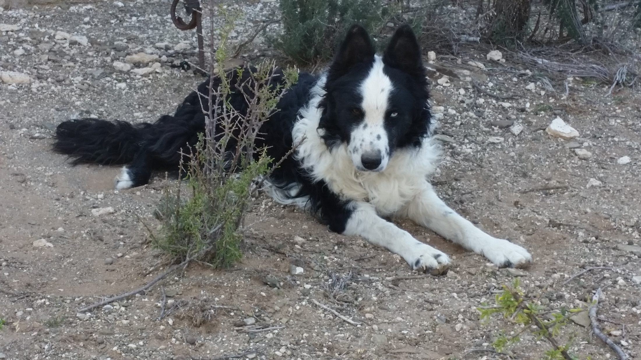 A black-and-white border collie lying alert on the dry Karoo veld at dusk