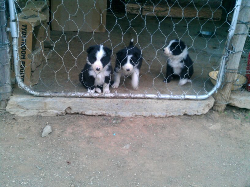 Three black-and-white puppies lined up at a wire fence