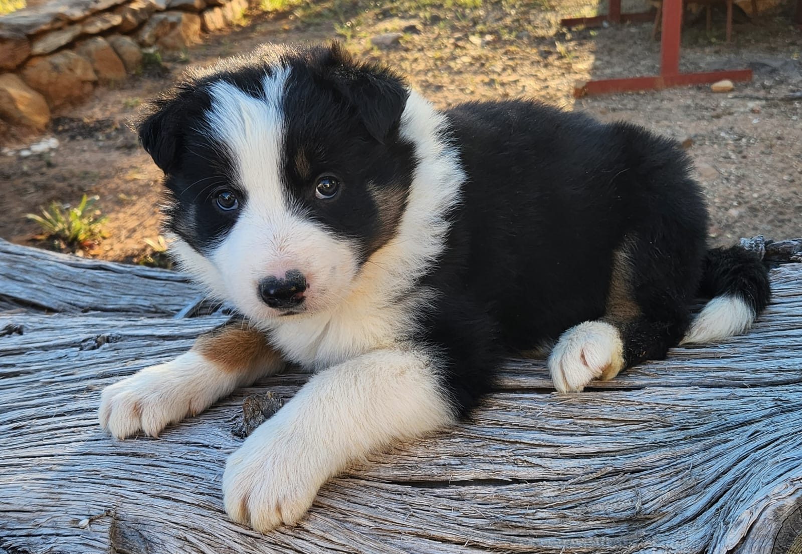 A fluffy tricolour border collie puppy lying on a weathered log with its paws crossed