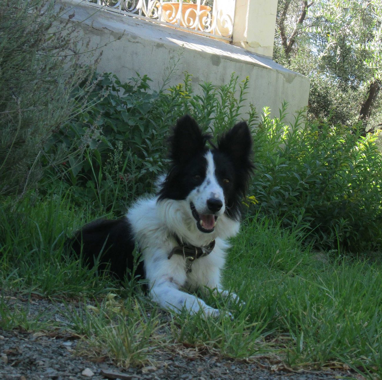 A fluffy young border collie pup on the grass