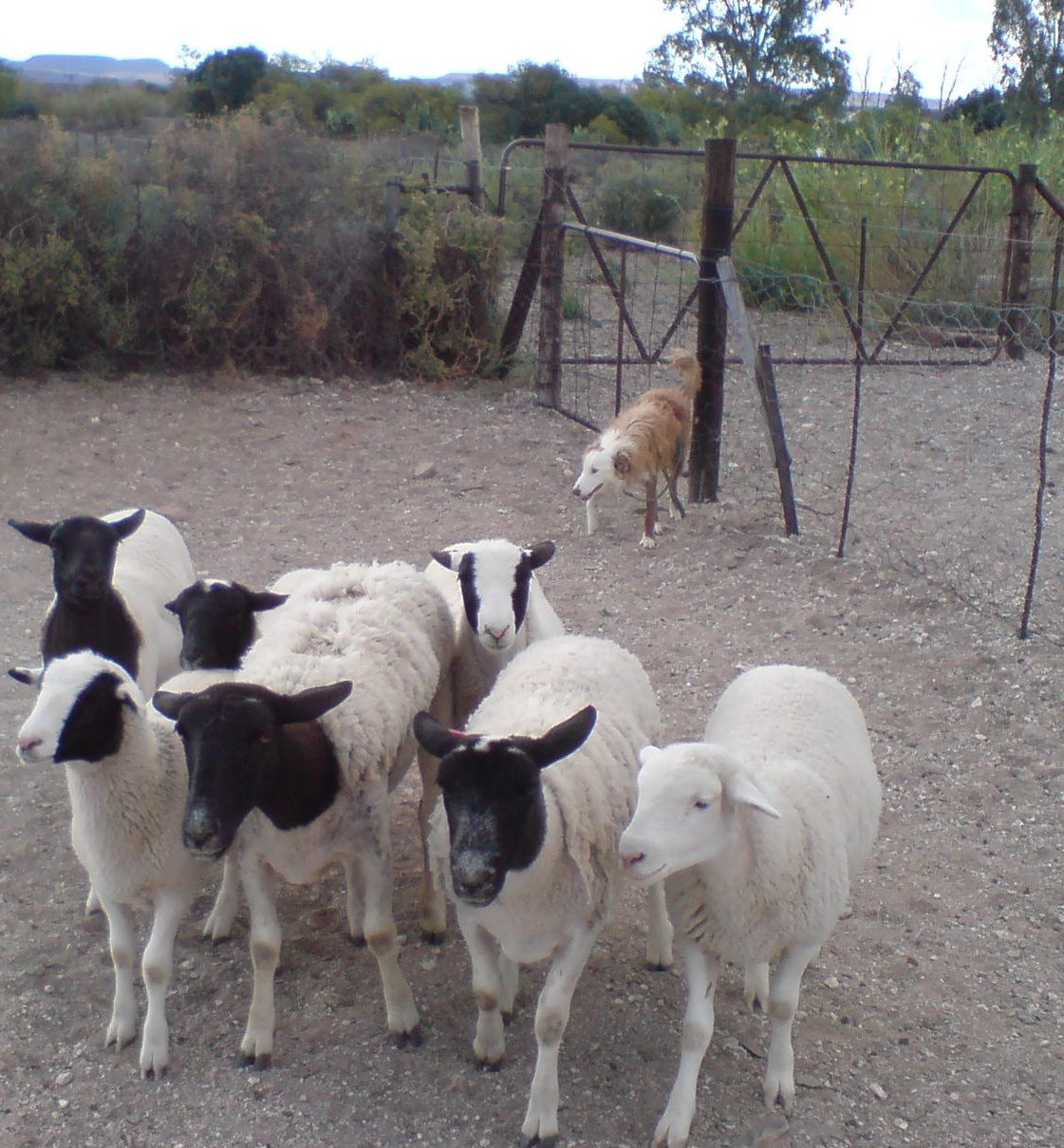 A border collie holding a group of dorper sheep against a fence