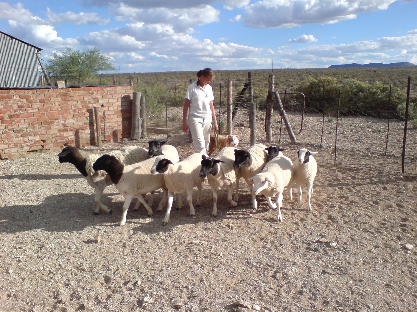 A border collie steadily working sheep towards a pen